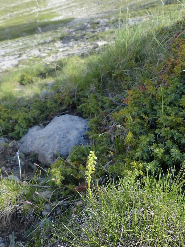 Pseudorchis albida var.tricuspis e Nigritella widderi - Gran Sasso luglio 2017